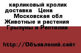 карликовый кролик. доставка › Цена ­ 1 000 - Московская обл. Животные и растения » Грызуны и Рептилии   